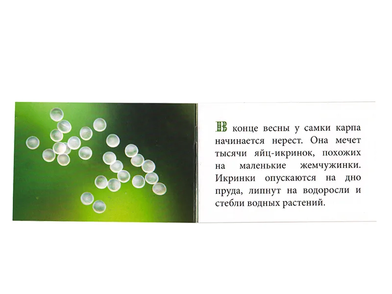 Как развивается Карп