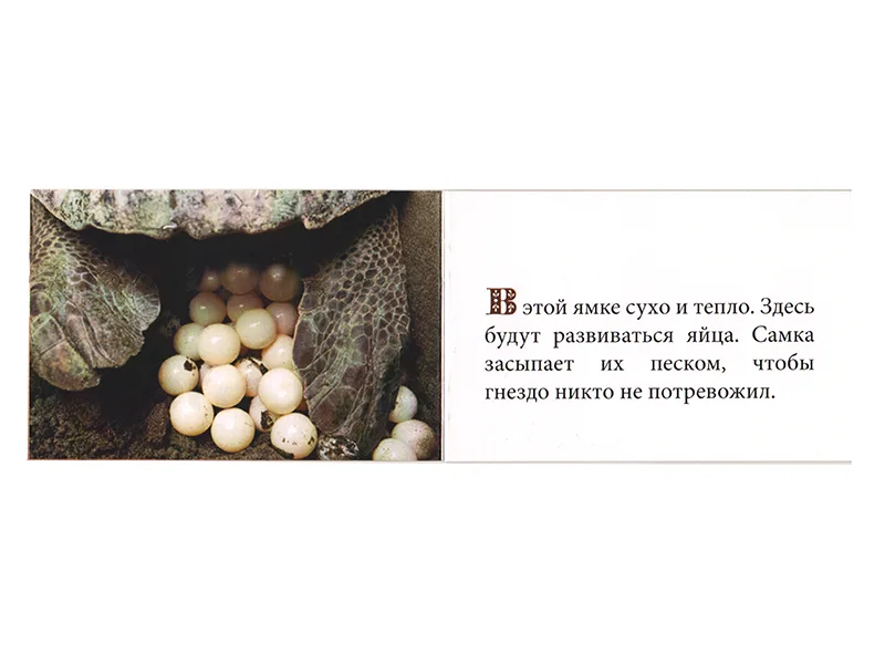 Как развивается Черепаха