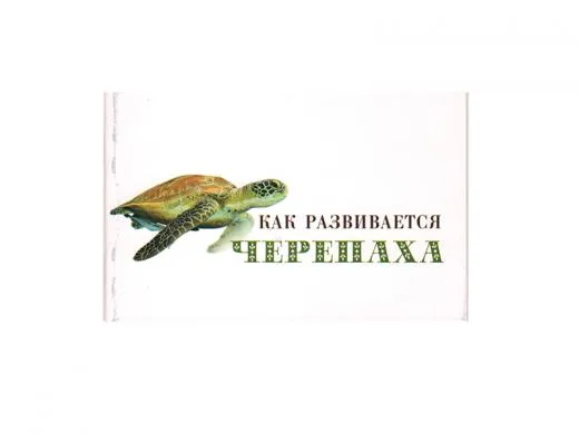 Как развивается Черепаха